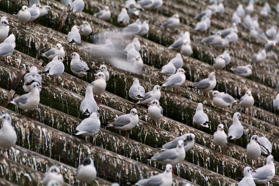 Seagulls in the City photo