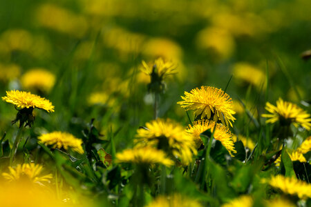 Yellow Dandelions on the Meadow