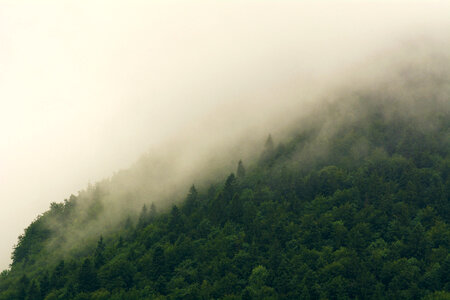 Foggy Forest photo