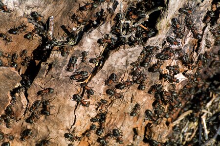 Ants on the Bark of a Tree photo
