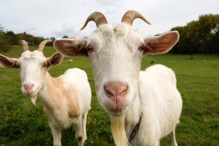 White Goats photo
