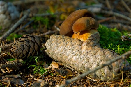 Edible Wild Porcini Mushroom on Nobs photo
