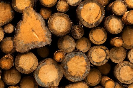 Circle Cut Logs Stacked in a Forest photo