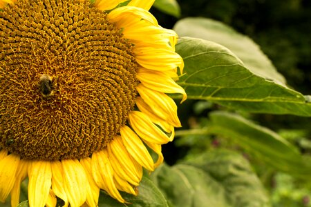 Sunflower and Bumblebee photo