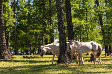 Two White Horses in the Forest