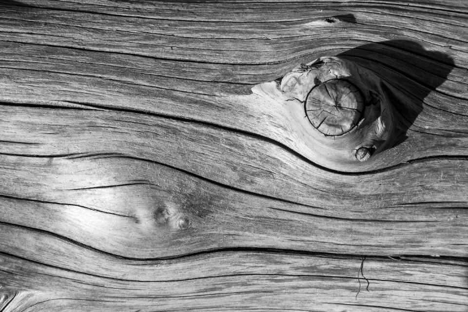 Forest Wood Texture