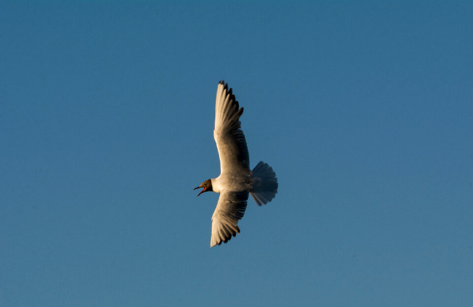Flying Seagull on the Blue Sky
