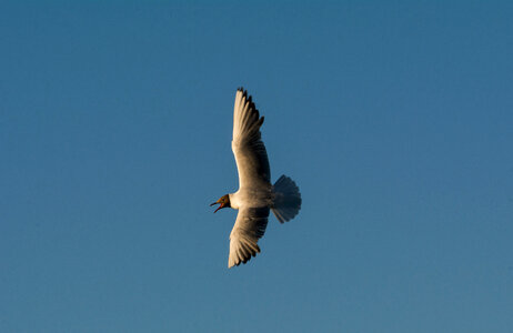 Flying Seagull on the Blue Sky photo