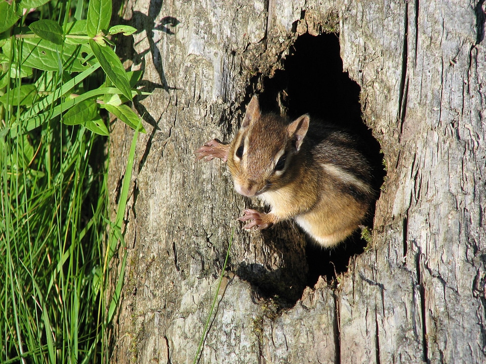 Wildlife cute closeup