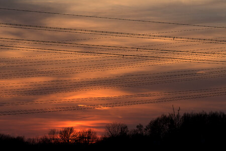 Electric Wires at Sunset photo