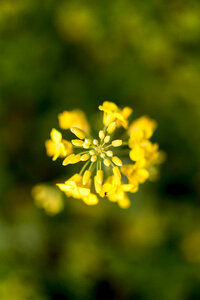 Canola Rape Flower Close-Up