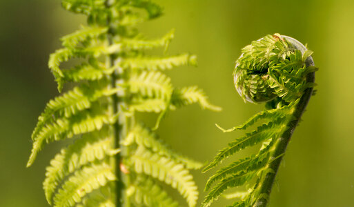 Spiral Shaped Fern Plant