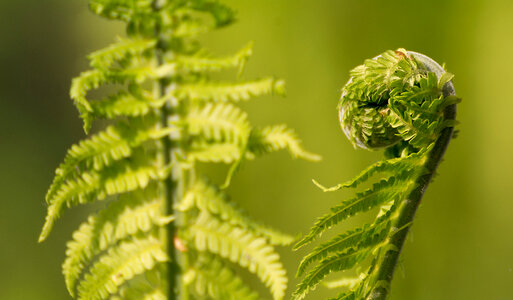 Spiral Shaped Fern Plant photo