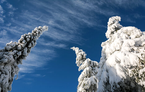 Snowy Trees and Blue Sky photo