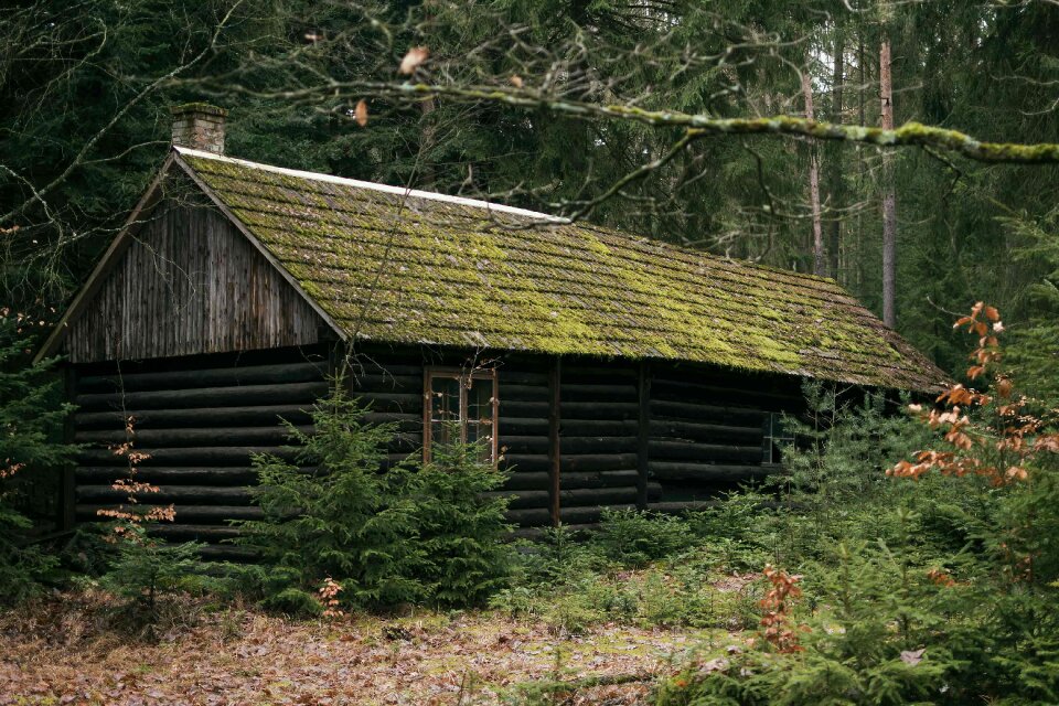 Magical Abandoned Cabin in Woods photo