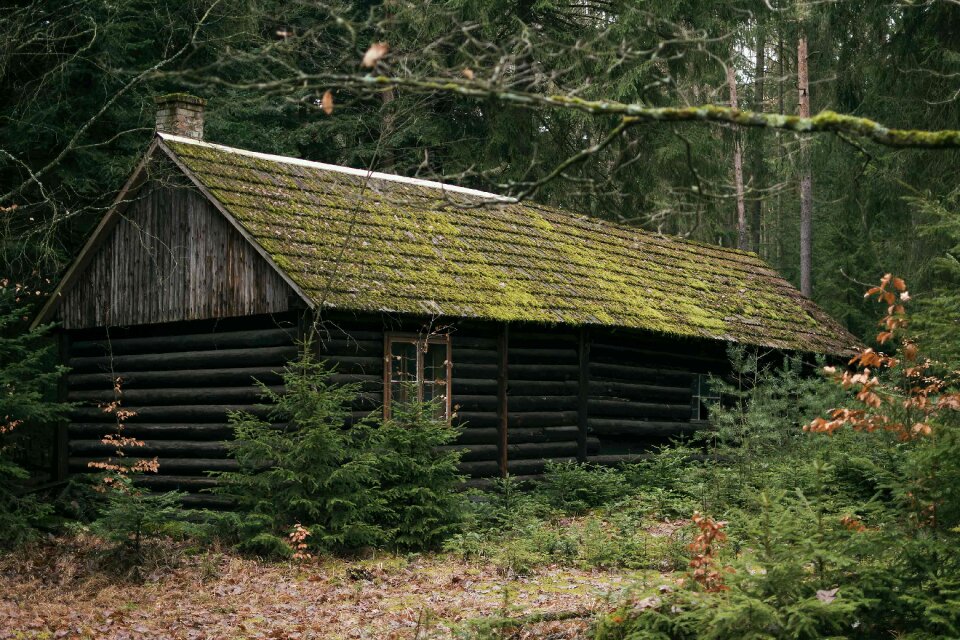 Magical Abandoned Cabin in Woods