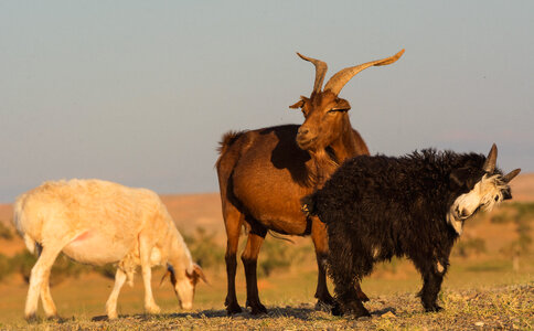Three Goats and Three Colors photo