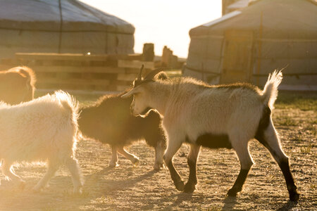 Goats and Yurts in Mongolia photo