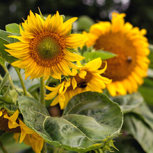 Sunflowers