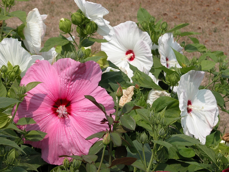 White tropical plants