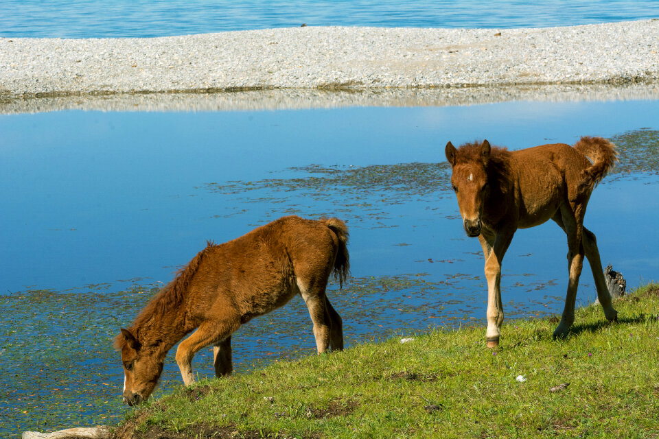 Foals in the wild by the lake