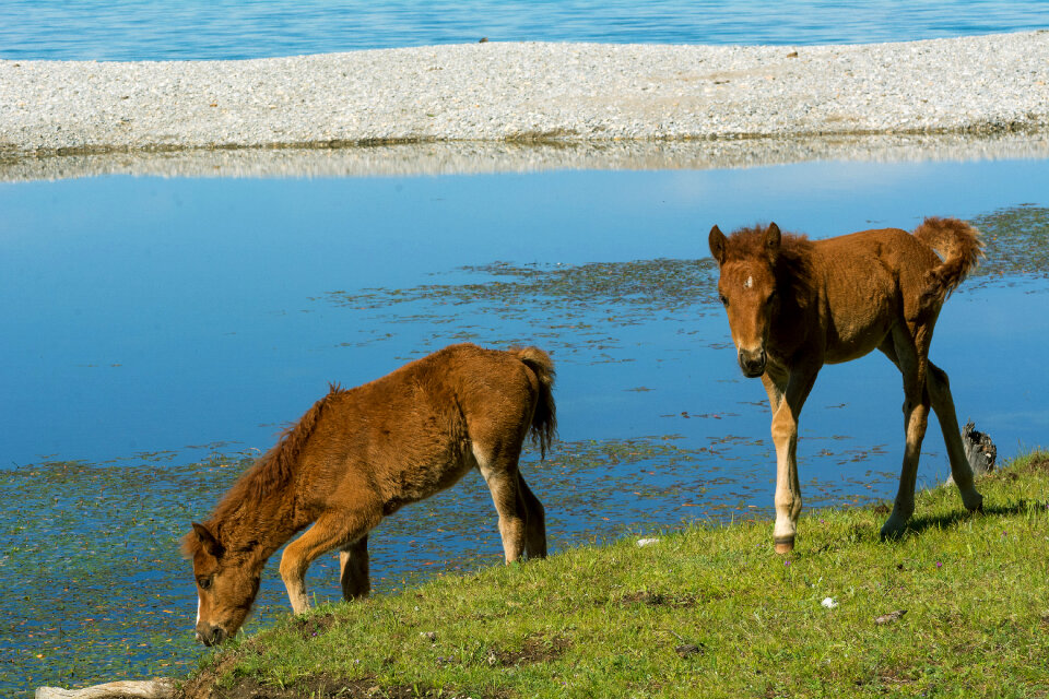 Foals in the wild by the lake photo