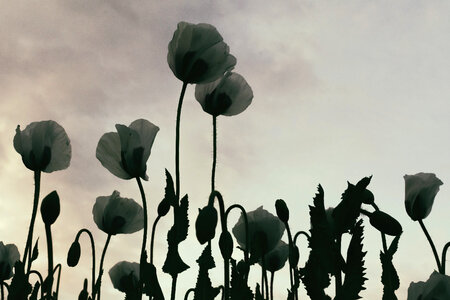 Poppy Flowers photo