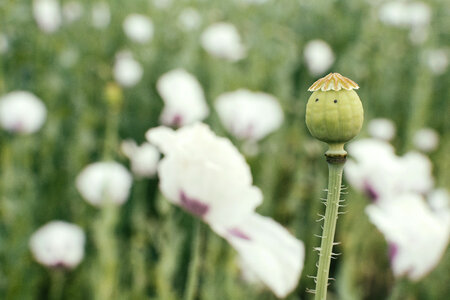 Green Poppy Pods photo