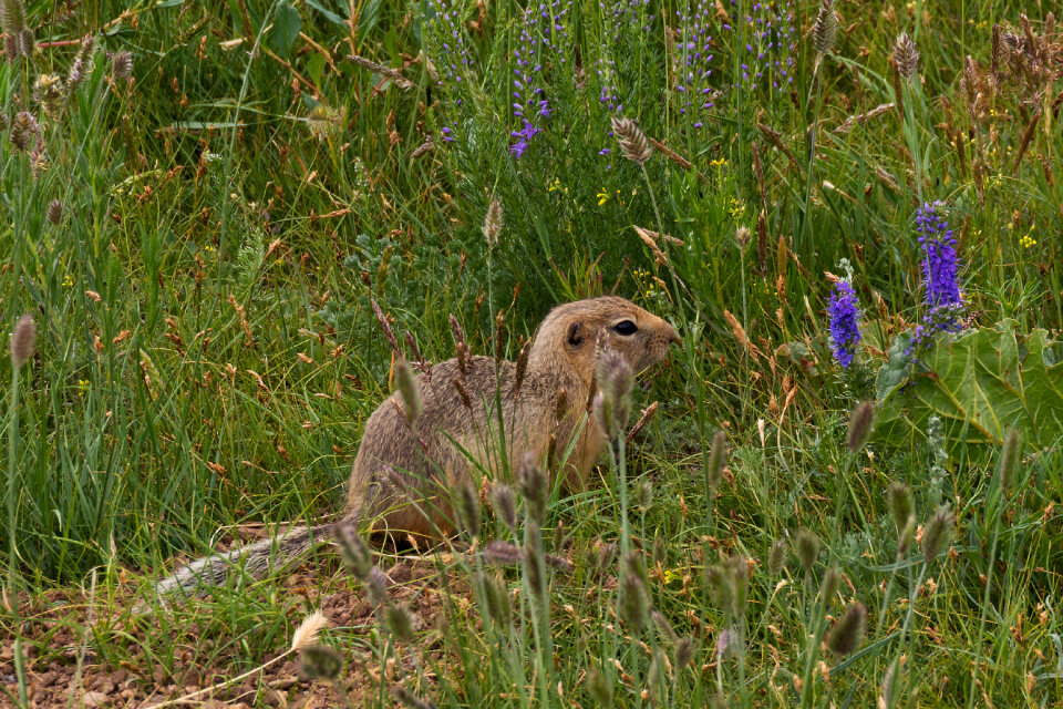 Long-tailed ground squirrel