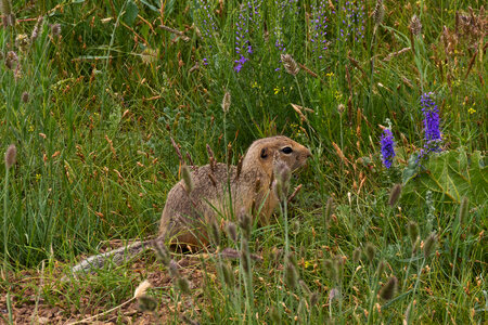 Long-tailed ground squirrel photo