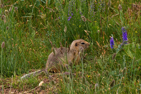 Long-tailed ground squirrel