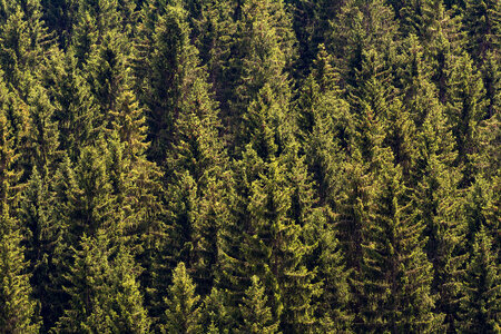 Forest Trees Pattern photo