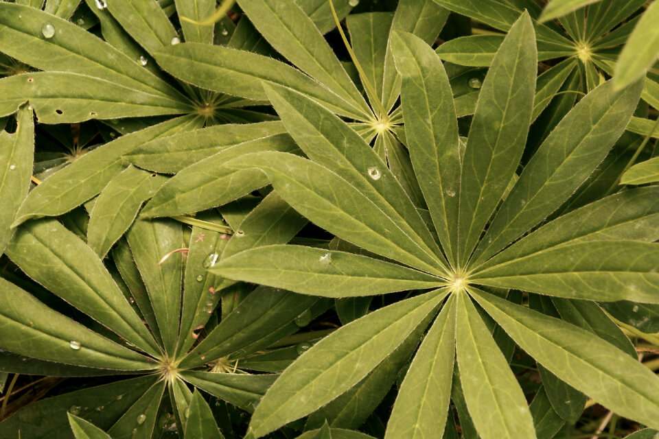Star Shaped Green Leaves Close-Up