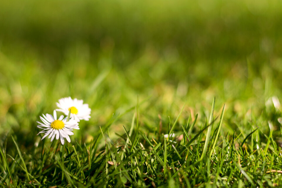 Two Daisies in the Grass photo