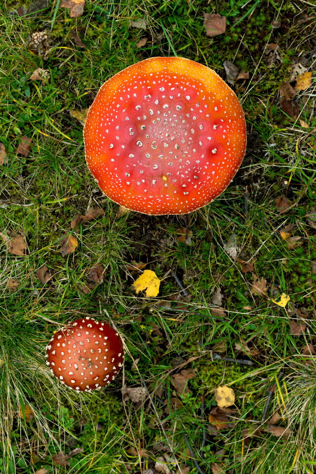 Two Toadstools in Grass from Above