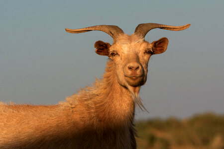 Mongolian White Goat photo