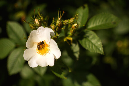 Bee on White Rose photo