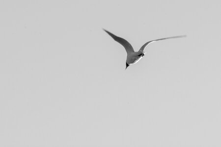 Seagull Flying on the Sky photo