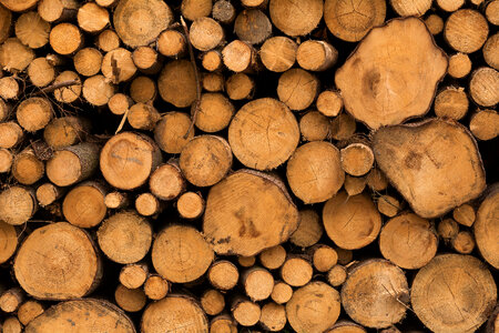 Stacked Logs photo