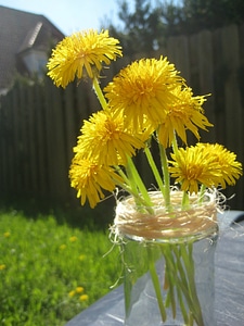 Nature flower yellow