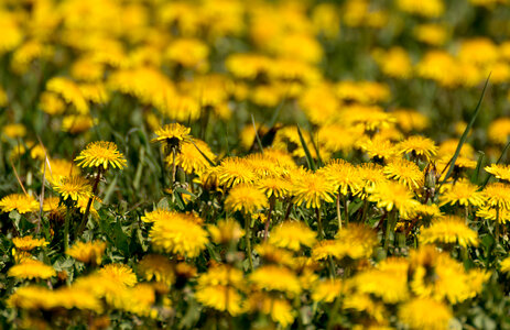 Yellow Dandelion Fields photo