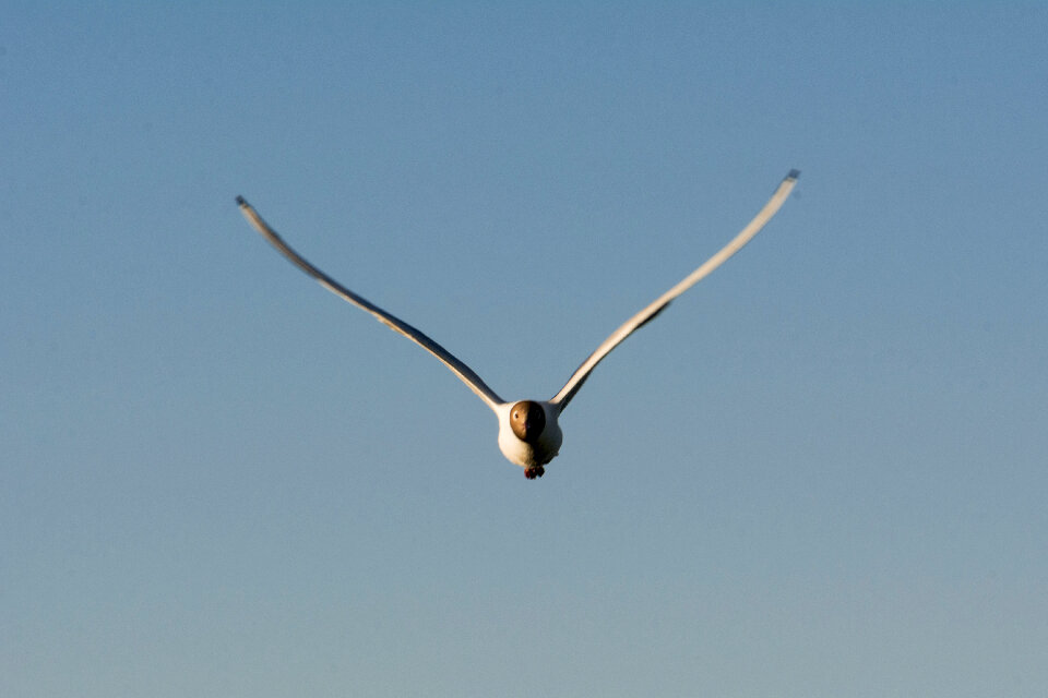 Seagull flying in the blue sky