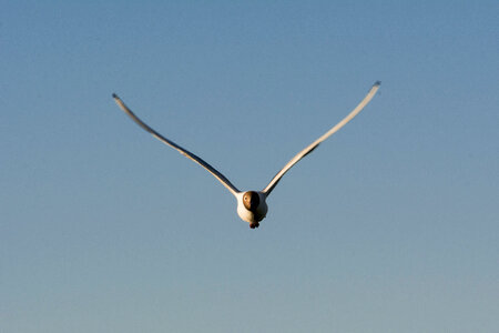 Seagull flying in the blue sky photo