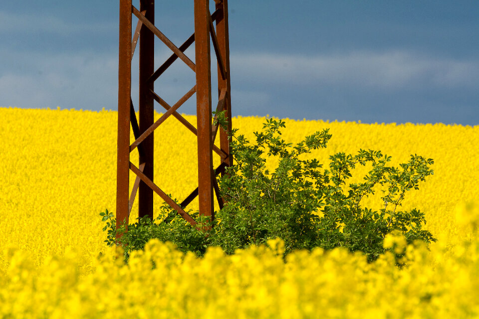 Electric Pole in Rapeseed Field