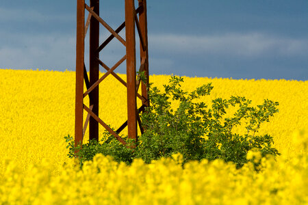 Electric Pole in Rapeseed Field photo