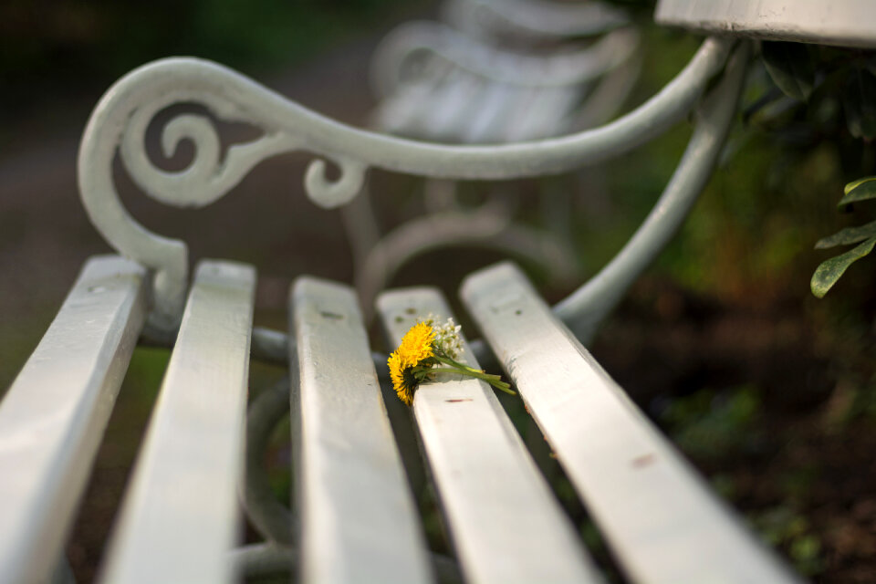 White Park Bench Close Up photo