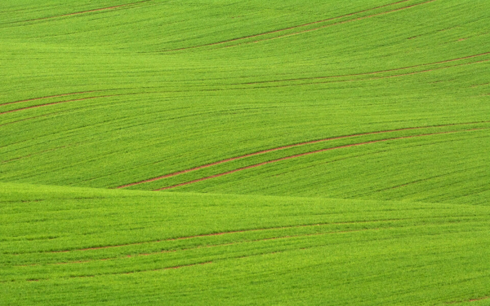 Wavy Green Field in Minimalist Style