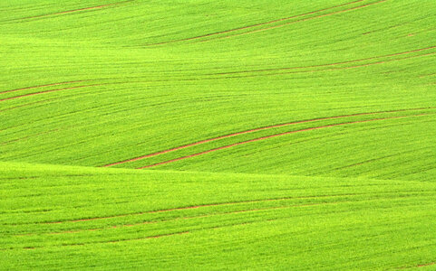Wavy Green Field in Minimalist Style photo