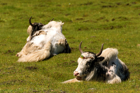 Two White Yaks Lying in a Meadow photo