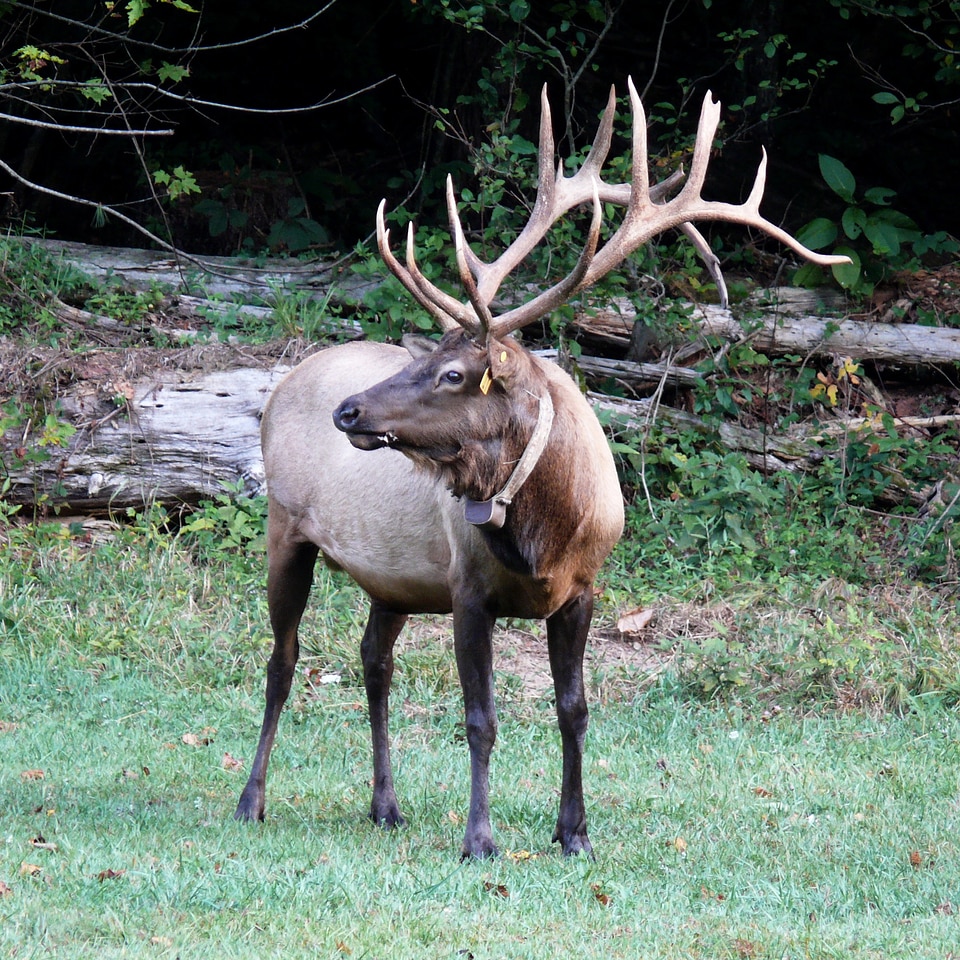 Male north america antlers